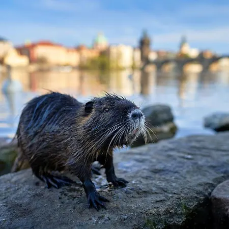 Cool On Letna D1 Homestay